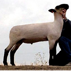 overmansires